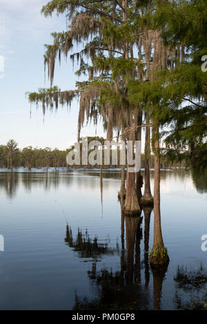 Abbondante wildlfie invisibili non esiste in questa lussureggiante area della palude nel profondo sud del STATI UNITI D'AMERICA Foto Stock