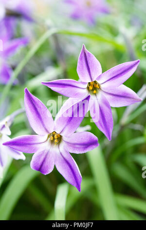 Ipheion uniflorum 'Froyle Mill' Fiori. Foto Stock