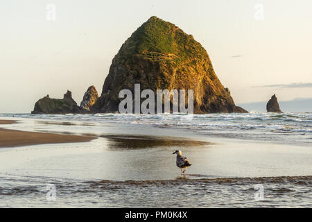 Soleggiato Haystack Rock, famoso stack di mare della costa del Pacifico, nel tardo pomeriggio con un gabbiano in primo piano, Cannon Beach, Oregon, Stati Uniti d'America. Foto Stock
