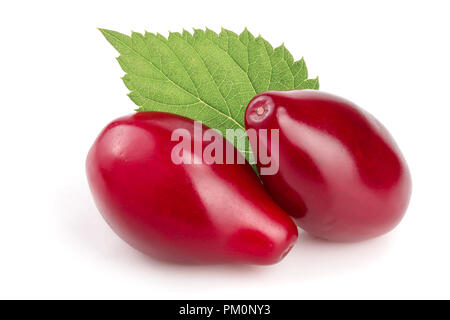 Bacche rosse di corniolo sanguinello o con anta isolati su sfondo bianco Foto Stock