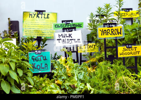 Erbe aromatiche e piante medicinali con etichette (Angelo Canal Festival 2018, Londra, Regno Unito) Foto Stock