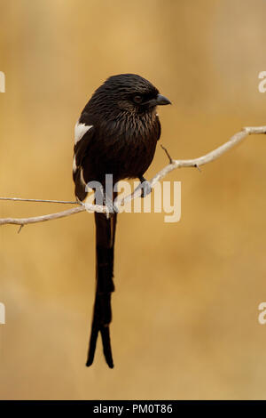 Gazza Shrike Urolestes melanoleucus Parco Nazionale Kruger, Provincia del Nord, Sud Africa 16 agosto 2018 Laniidae adulti Foto Stock