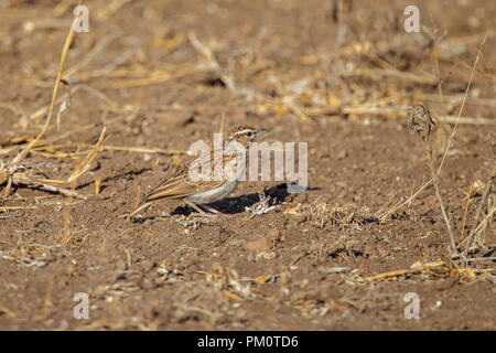 Sabota Lark Calendulauda sabota il Kruger National Park, Sud Africa 20 agosto 2018 Alaudidae adulti Foto Stock