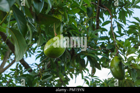 Albero di Avocado in Cuba Foto Stock