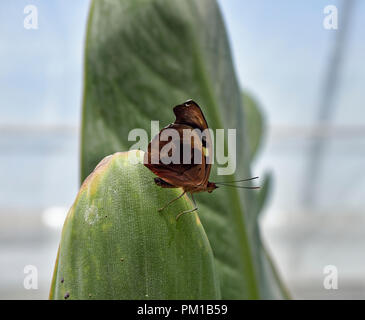 Un Autumn Leaf Butterfly, Doleschallia bisaltide su un impianto foglia nella Casa delle Farfalle al St Andrews Botanic Gardens, Fife, Scozia. Foto Stock