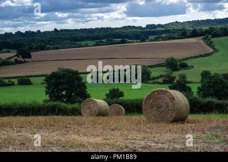 Le balle di paglia in un campo Foto Stock