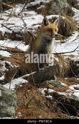 Fox nella neve. Il Parco Nazionale del Gran Paradiso Foto Stock