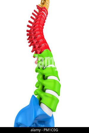 Colonna vertebrale umana anatomia illustrazione Foto Stock