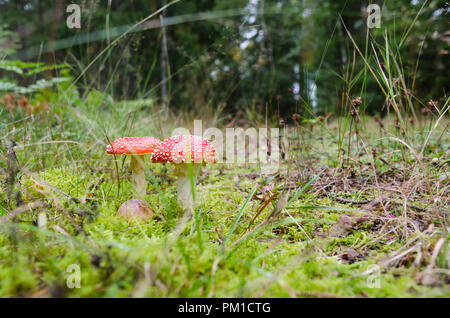 Due red crescente immangiabili morte Cap funghi in una foresta verde Foto Stock