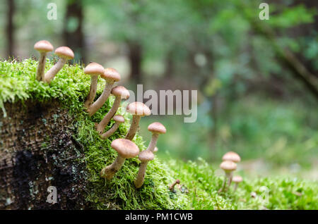 Piccolo gruppo di funghi che crescono su un albero di muschio moncone Foto Stock