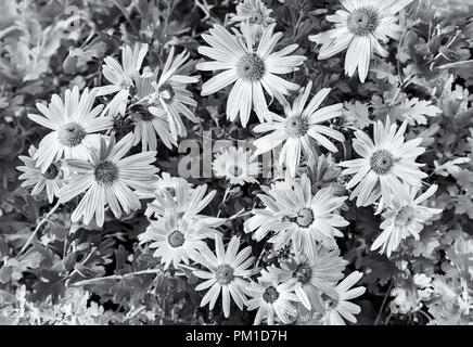 Nel giardino su un letto di foglie verdi fiore bellissimo autunno crisantemi. Immagine in bianco e nero. Foto Stock