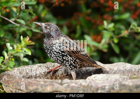 Bagno tempo! Unione starling, Sturnus vulgaris, su un giardino BAGNO UCCELLI NEL REGNO UNITO Foto Stock