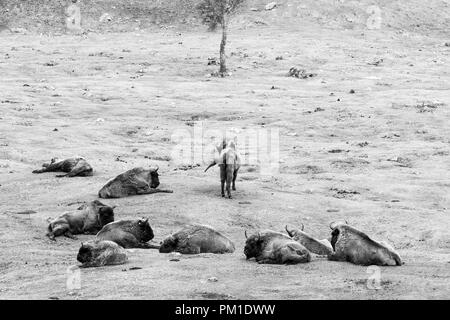 Il bisonte europeo sdraiati sulle pianure erbose, mentre un animale solitario cammina verso una struttura sottile in background Foto Stock