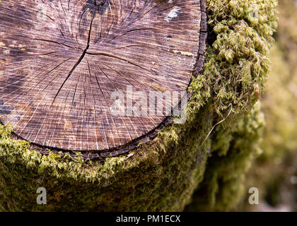 Un dettaglio fotografia che mostra i muschi e le crepe su un albero abbattuto il moncone. Gli anelli di un albero, utilizzato per data un età di un albero, può anche essere visto nel dettaglio. Foto Stock