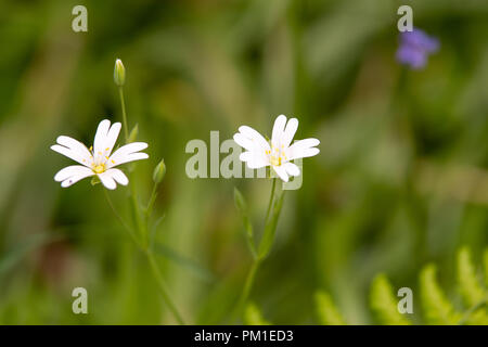 Un ritratto del tipo di chickweed più comunemente noto come maggiore Stitchwort in un bosco selvatico nel sud della Scozia. Un fuori fuoco blueblell è al Foto Stock