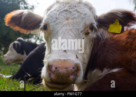 Hereford cow closeup ritratto guardando la fotocamera Foto Stock