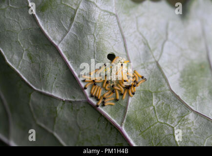 Appena schiuse il cavolo bianco bruchi di farfalle e uova sul lato inferiore di una foglia di cavolo rapa Foto Stock