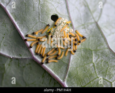 Appena schiuse il cavolo bianco bruchi di farfalle e uova sul lato inferiore di una foglia di cavolo rapa Foto Stock