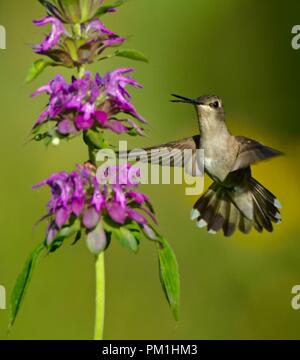 Green hummingbird battenti vicino a fiore viola Foto Stock