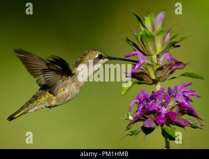Green hummingbird battenti vicino a fiore viola Foto Stock