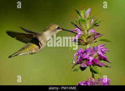 Green hummingbird battenti vicino a fiore viola Foto Stock