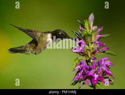 Green hummingbird battenti vicino a fiore viola Foto Stock
