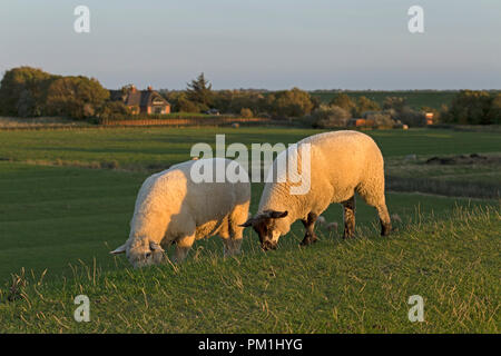 Pecore sulla diga, Westerhever, Schleswig-Holstein, Germania Foto Stock