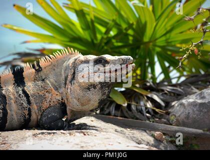 Messicano spinytail iguana seduto sulla roccia a fissare la fotocamera in ombra Foto Stock