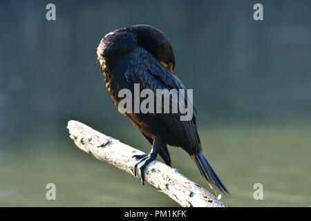 Doppia di cormorani crestato ali di essiccazione Foto Stock