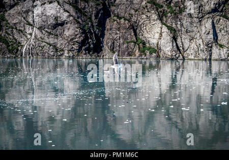 Seagull battenti su acqua in Alaska Foto Stock