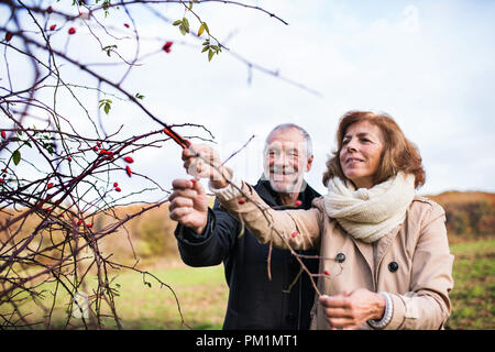 Coppia senior in piedi dalla boccola di rosa canina in autunno la natura. Foto Stock