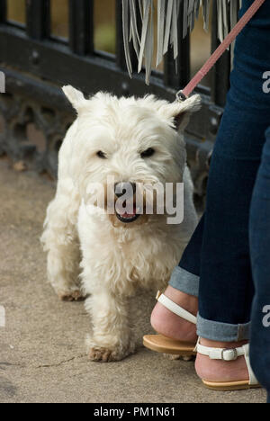 West Highland Terrier Foto Stock