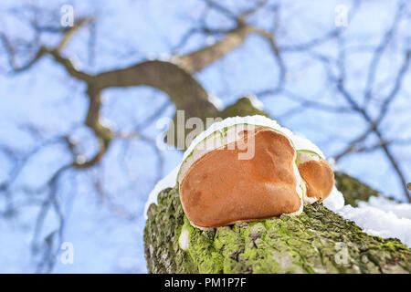 Close-up fungo parasit sulla barra di quercia. Vista dal basso. Cielo blu su uno sfondo. Foto Stock