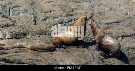 Due bull leoni di mare ruggito a vicenda su una grande roccia secca mentre la mucca dorme vicino. Foto Stock