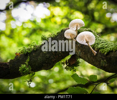 Si tratta di un piture di funghi selvatici che crescono in un bosco irlandese Foto Stock