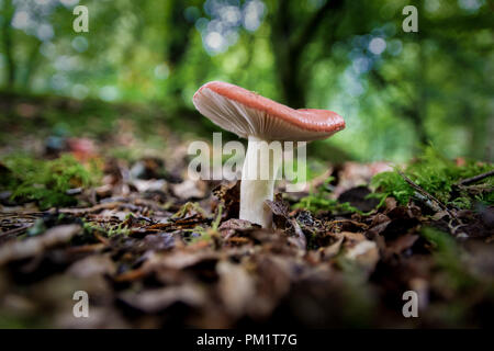 Si tratta di un piture di funghi selvatici che crescono in un bosco irlandese Foto Stock