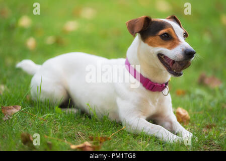 Jack Russell Terrier cane nel parco sul prato di erba Foto Stock