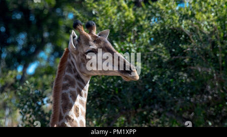 Un primo piano di una giraffa con un cielo azzurro, alberi e rami in background. L'immagine è stata scattata nel parco nazionale di Kruger. Foto Stock