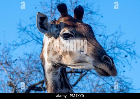 Un primo piano di una giraffa con un cielo azzurro, alberi e rami in background. L'immagine è stata scattata nel parco nazionale di Kruger. Foto Stock