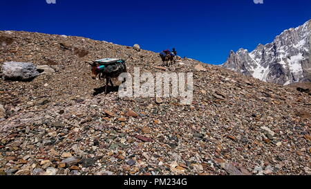 Asini a piedi passano nel Karakorum Montagne nel nord del Pakistan sul modo di K2 base camp con karakorum gamma in background. Foto Stock
