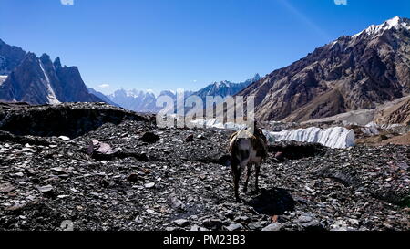 Asini a piedi passano il colorato tende da campeggio sul modo di K2 base camp con karakorum gamma in background in serata Foto Stock