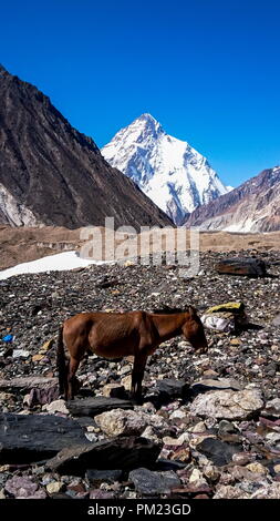 Asini a piedi passano il colorato tende da campeggio sul modo di K2 base camp con karakorum gamma in background in serata Foto Stock