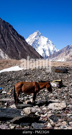 Asini a piedi passano il colorato tende da campeggio sul modo di K2 base camp con karakorum gamma in background in serata Foto Stock