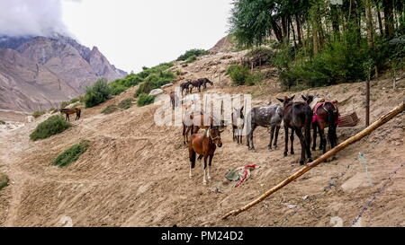 Asini a piedi passano nel Karakorum Montagne nel nord del Pakistan sul modo di K2 base camp con karakorum gamma in background. Foto Stock