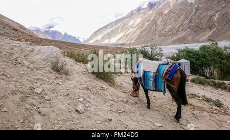 Asini a piedi passano nel Karakorum Montagne nel nord del Pakistan sul modo di K2 base camp con karakorum gamma in background. Foto Stock