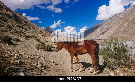 Asini a piedi passano nel Karakorum Montagne nel nord del Pakistan sul modo di K2 base camp con karakorum gamma in background. Foto Stock