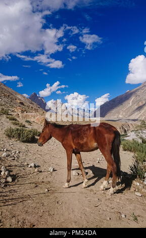 Asini a piedi passano nel Karakorum Montagne nel nord del Pakistan sul modo di K2 base camp con karakorum gamma in background. Foto Stock