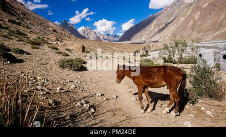 Asini a piedi passano nel Karakorum Montagne nel nord del Pakistan sul modo di K2 base camp con karakorum gamma in background. Foto Stock