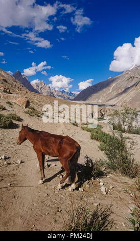 Asini a piedi passano nel Karakorum Montagne nel nord del Pakistan sul modo di K2 base camp con karakorum gamma in background. Foto Stock