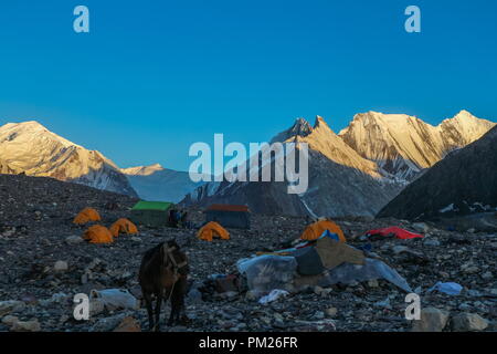 Asini a piedi passano il colorato tende da campeggio sul modo di K2 base camp con karakorum gamma in background in serata Foto Stock